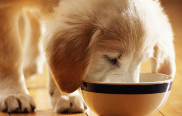 Dog Food for Puppies