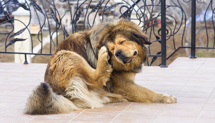 Get Rid of Fleas on Dogs