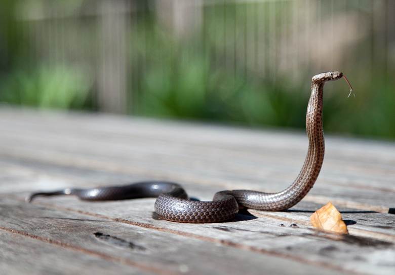 What to Do if a Snake is in Your Yard