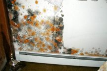 Knowing the Dangers of Mold
