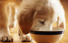 Selecting the Best Dog Food for Puppies