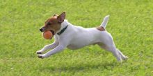 The Benefits of Exercise for Dogs