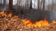 Understanding Some Principles of Forest Fire