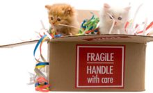 How to Make the Moving with Pets More Secure