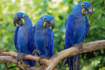 Teach Your Pet Hyacinth Macaw to Talk