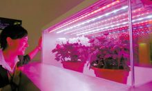 How Do I Choose The Best LED Growlights For My Needs?