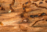 Eco-Friendly Termite Control Methods for Homeowners: Protect Your Home Naturally