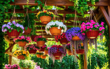Hanging Flower Baskets: Stunning Ideas to Transform Your Space Today