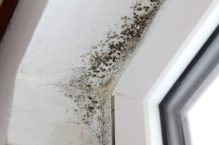How to Keep the Air in Your Home Free of Spores Cleaning Mold