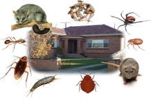 How to Keep Pests Away