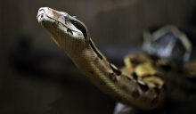How to Know if a Snake is Venomous