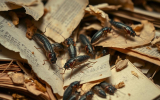 What Do Silverfish Eat? Shocking Facts You Didn’t Know